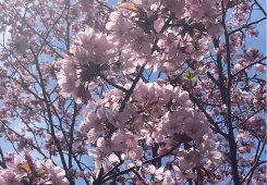桜